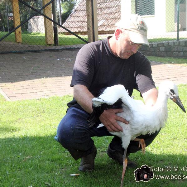 Ein Jungstorch wird gerettet