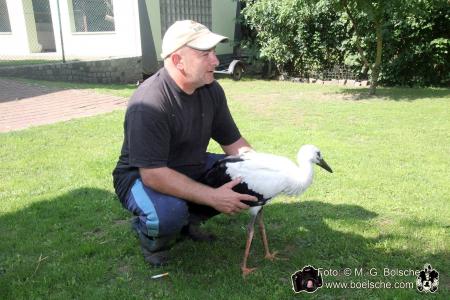 Ein Jungstorch wird gerettet