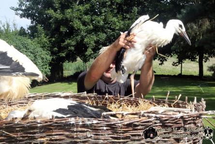 Ein Jungstorch wird gerettet