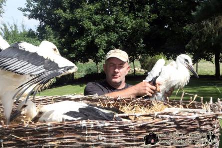 Ein Jungstorch wird gerettet