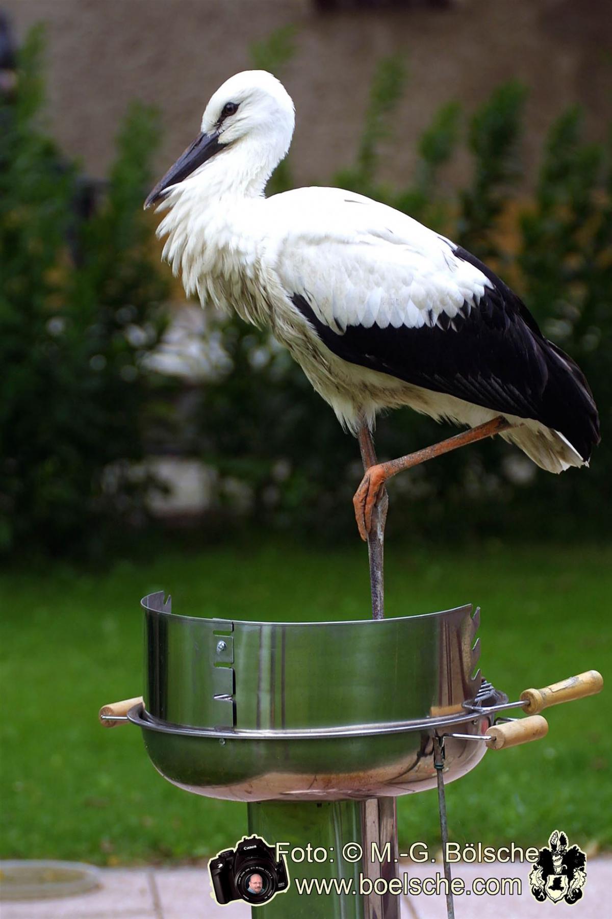 Ein JUngstorch landet auf einem Grill, der kalt ist