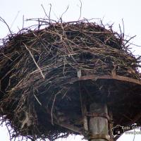 schiefes Storchennest
