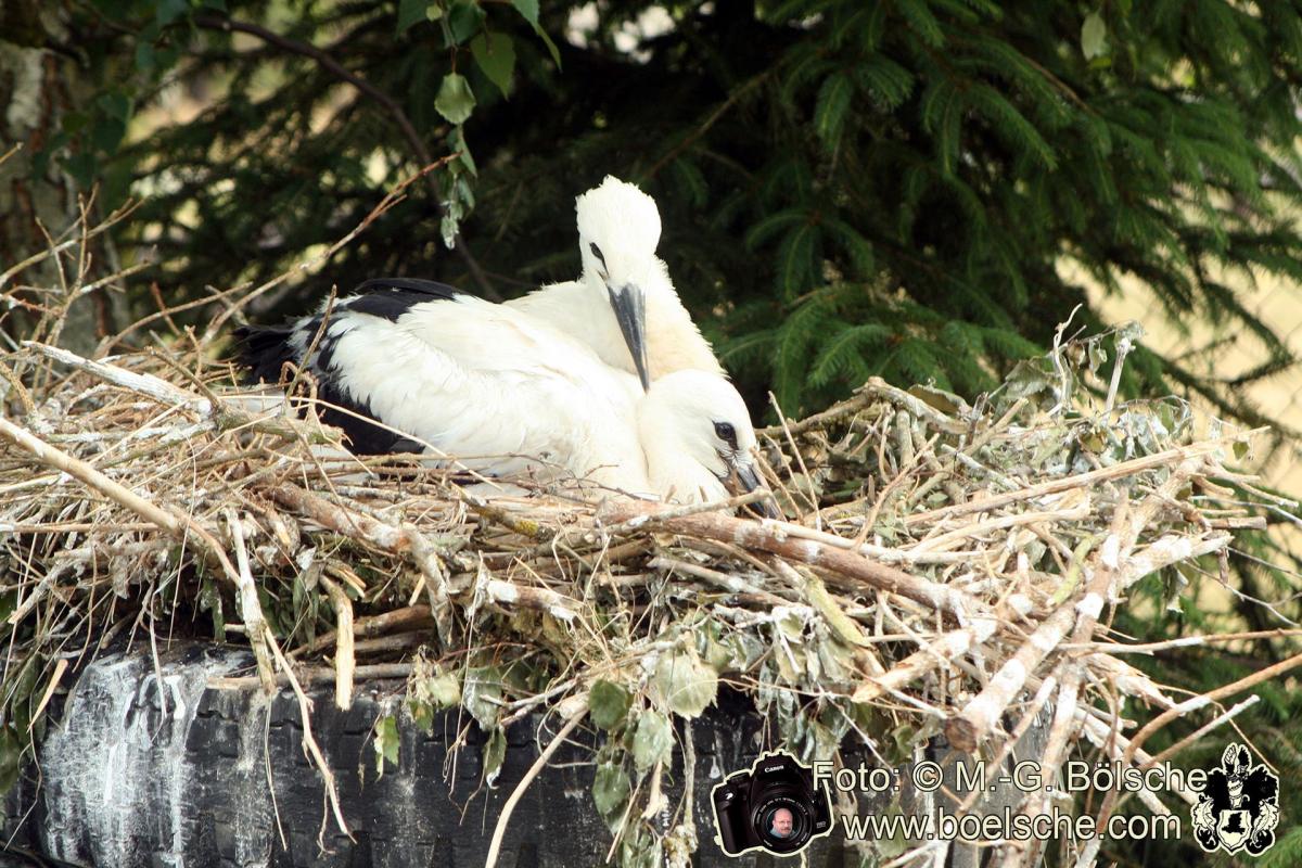 Storchennest auf einer Wildtierstation