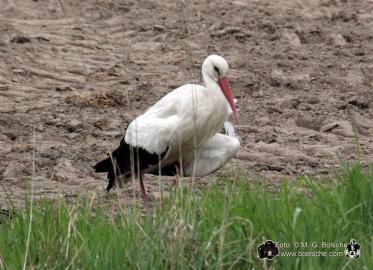 Ein Storch auf der Wiese