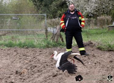 Verletzter Storch wird eingefangen