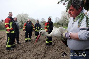 Verletzter Storch wird eingefangen