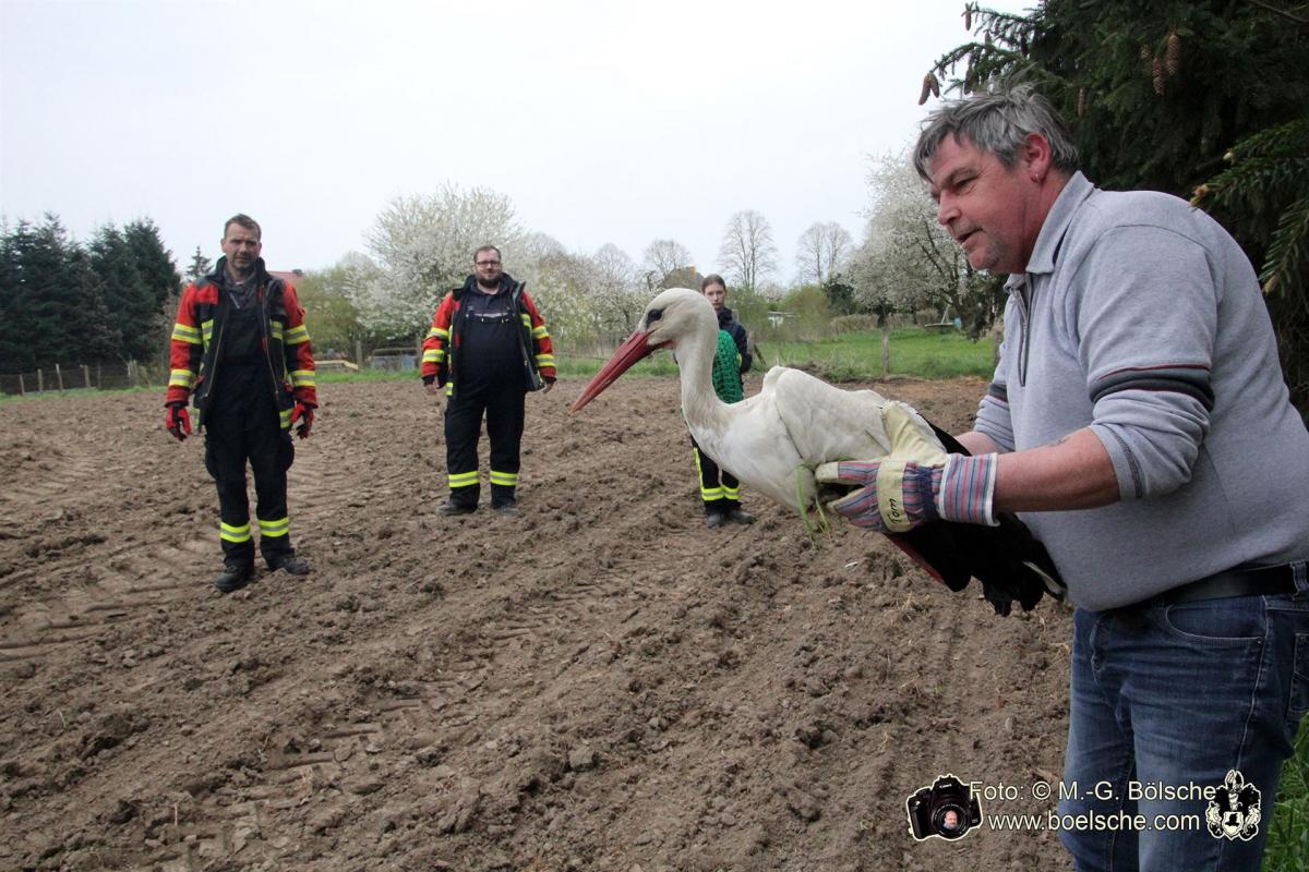 Verletzter Storch wird eingefangen