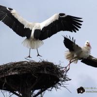 Storchenkampf über dem Nest