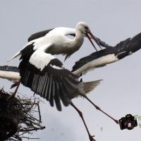 Storchenkampf über dem Nest