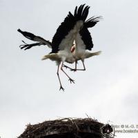 Storchenkampf über dem Nest