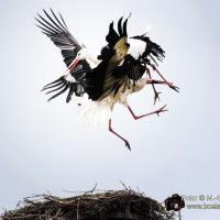 Storchenkampf über dem Nest