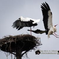 Storchenkampf über dem Nest