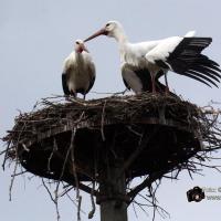 Storchenkampf über dem Nest