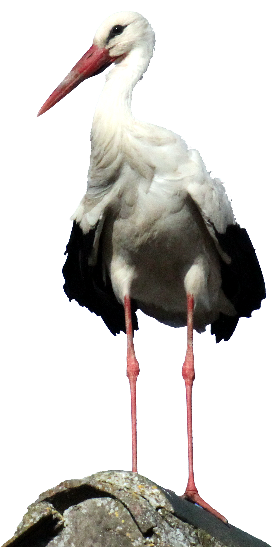 Storch freigestellt ohne Hintergrund