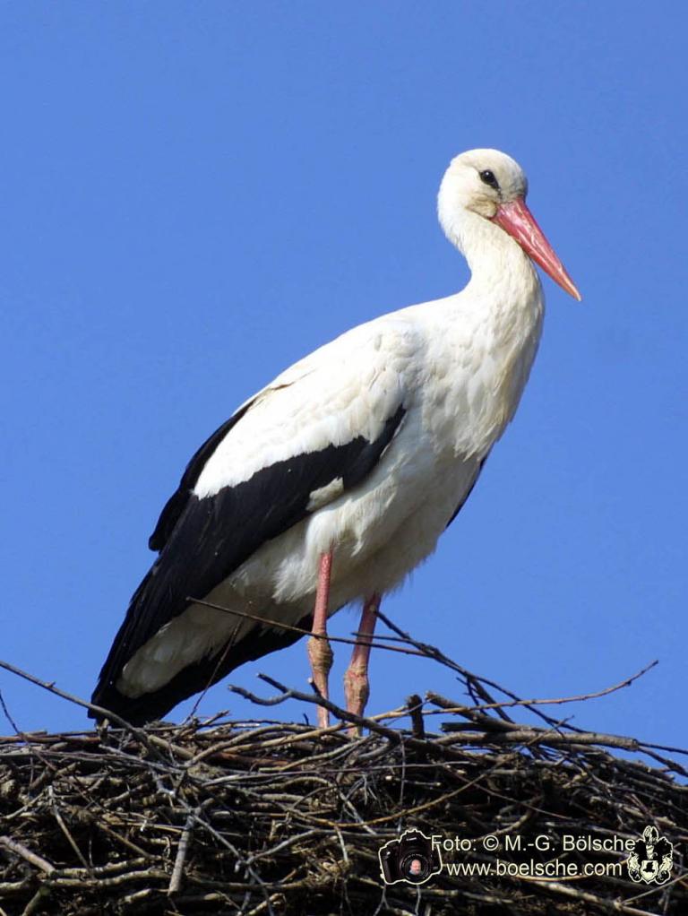 Storch stehend