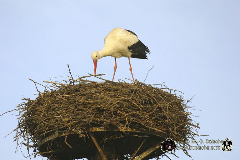 Storch bastelt am Nest