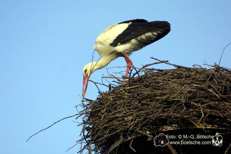 Storch bastelt am Nest