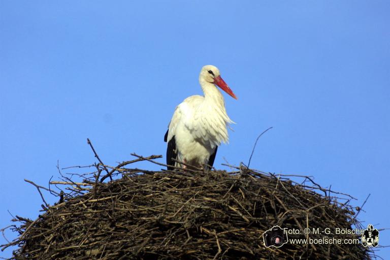 Storch steht im Nest