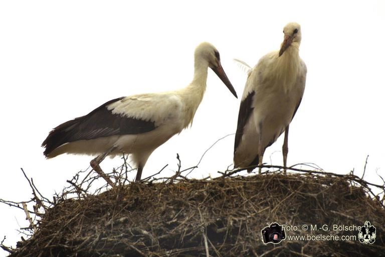 Storchenpaar im Nest