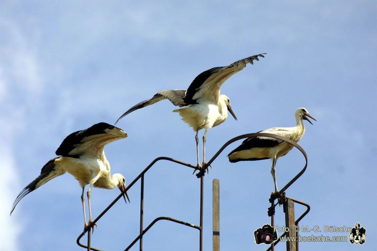 Jungstörche bei erstem Flug