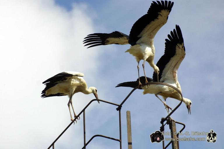 Jungstörche bei erstem Flug