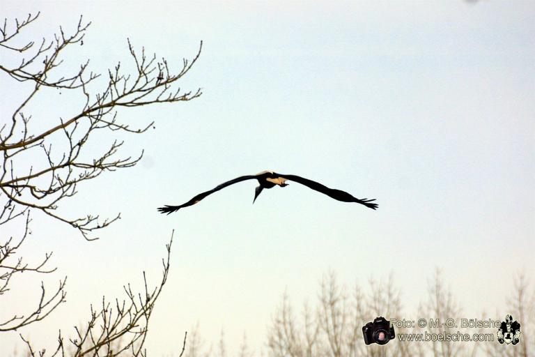 Jungstörche bei erstem Flug