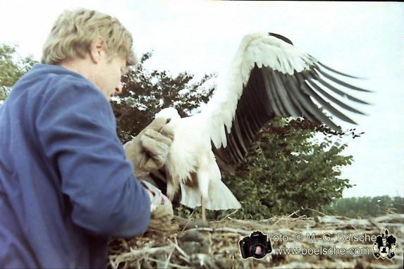 Storchenrettung